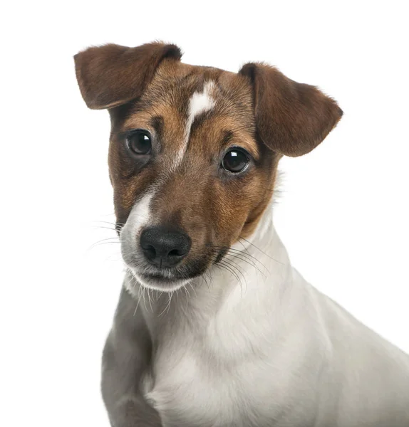 Close-up of a Jack Russell Terrier, isolated on white — Stock Photo, Image