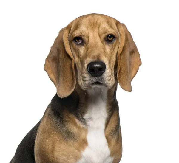 Nahaufnahme eines Basset-Hundes, isoliert auf weiß — Stockfoto