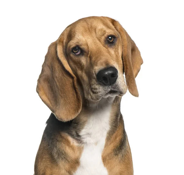 Nahaufnahme eines Basset-Hundes, isoliert auf weiß — Stockfoto