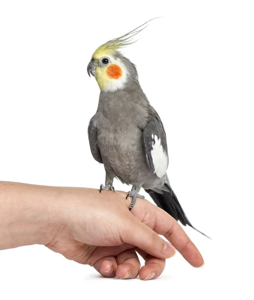 Cockatiel empoleirado em uma mão, isolado em branco — Fotografia de Stock