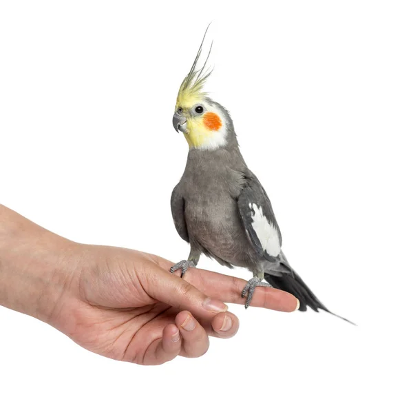 Cockatiel empoleirado em uma mão, isolado em branco — Fotografia de Stock