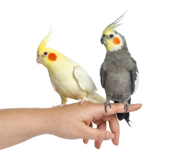 Due Cockatiel sulla mano umana, isolati sul bianco — Foto Stock