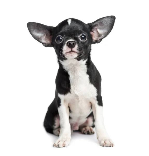 Chihuahua sitting, 5 months old, isolated on white — Stock Photo, Image