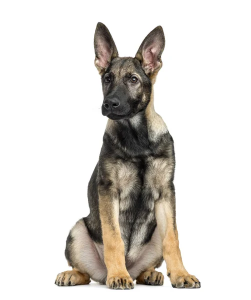 Schäferhund sitzend, 4 Monate alt, isoliert auf weiß — Stockfoto