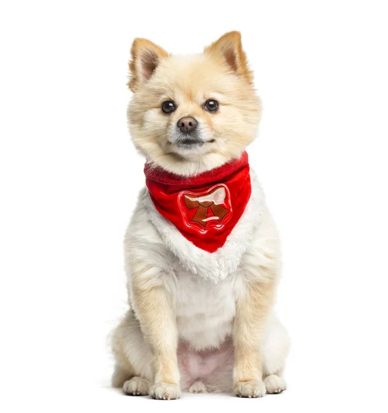 博美犬坐着一条红色的围巾，3 岁上 wh, 孤立 — 图库照片