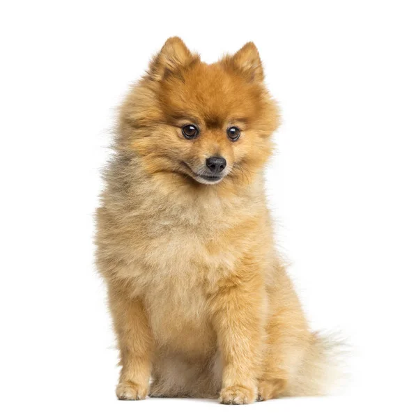 Pomeranian sentado, 5 años, aislado en blanco — Foto de Stock