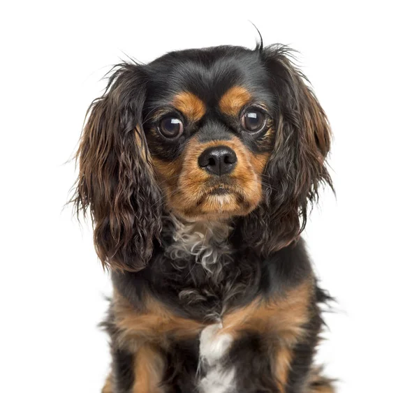 Close-up of a Cavalier King Charles, 7 years old, isolated on wh — Stock Photo, Image