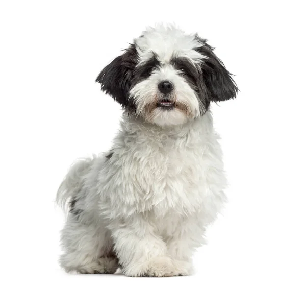 Cão misto em pé, 7 meses, isolado em branco — Fotografia de Stock