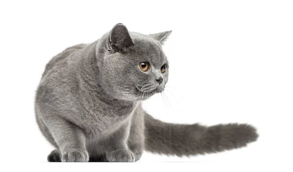 British Shorthair mirando hacia otro lado, 7 meses de edad, aislado en blanco —  Fotos de Stock