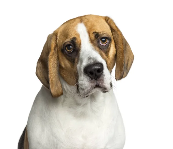 Nahaufnahme eines Beagle, 2 Jahre alt, isoliert auf weiß — Stockfoto