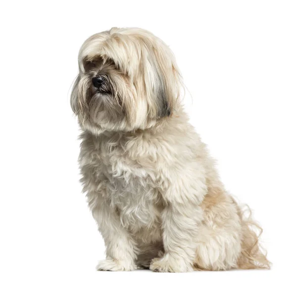 Shih-tzu sedí, 10 let starý, izolované na bílém — Stock fotografie