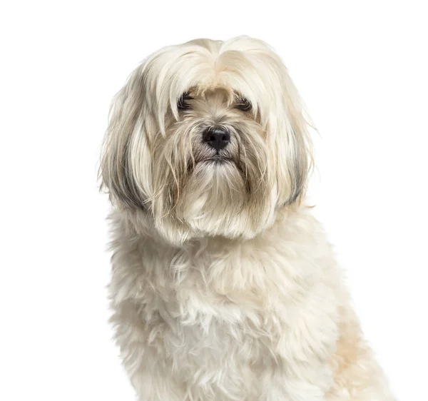 Gros plan d'un Shih-tzu, 10 ans, isolé sur blanc — Photo