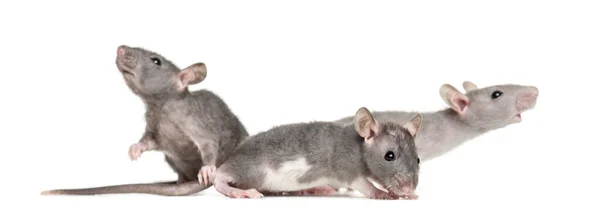 Trois jeunes rats sans poils, isolés sur du blanc — Photo