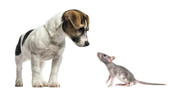 Jack Russell Terrier, 4 months old and young hairless rat, isola — Stock Photo, Image