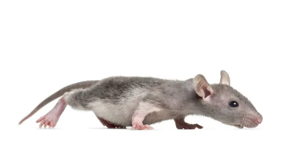 Молодая бесшерстная крыса, изолированная от белого — стоковое фото
