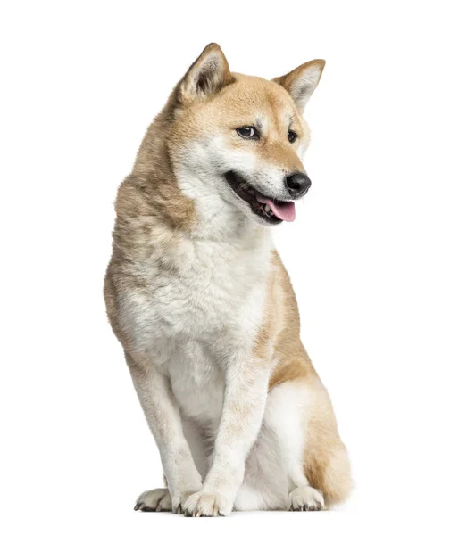 Shiba Inu sentado, 8 años, aislado en blanco — Foto de Stock