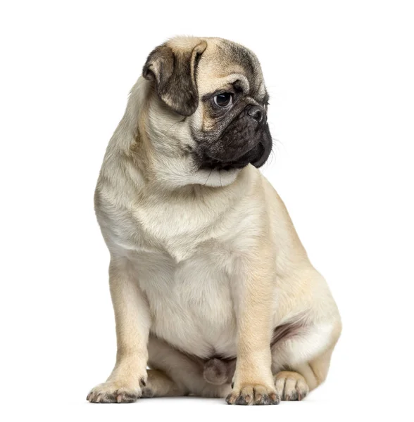 Pug sitting, 7 meses, isolado em branco — Fotografia de Stock