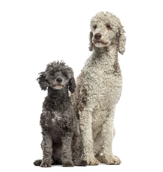 Poodle de 3 y 6 años sentado, aislado en blanco — Foto de Stock