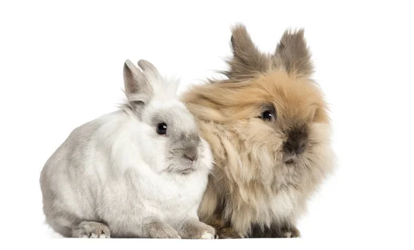 Conigli nani, 2 anni, isolati su bianco — Foto Stock