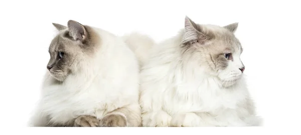 Due Ragdoll sdraiato, 2 anni, isolato su bianco — Foto Stock