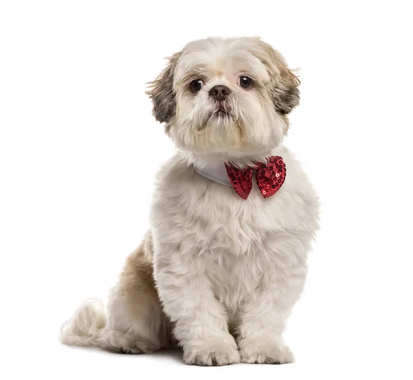 Shih Tzu sitter med en fluga, isolerad på vit — Stockfoto