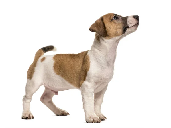 Jack russell standing looking up, isolated on white — Stock Photo, Image