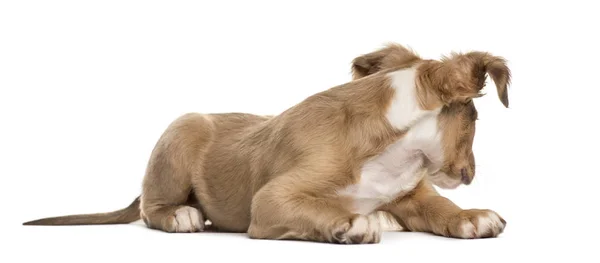 Perro de raza mixta acostado, aislado en blanco — Foto de Stock