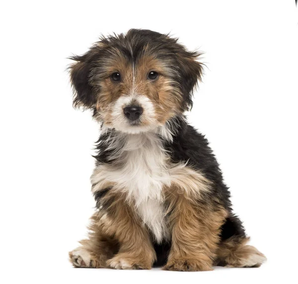 Yorkshire sitting, 3 months, isolated on white — Stock Photo, Image