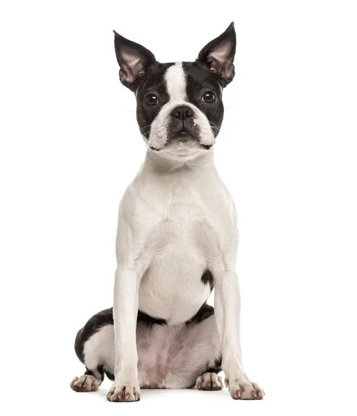 Pug sitting, isolated on white — Stock Photo, Image
