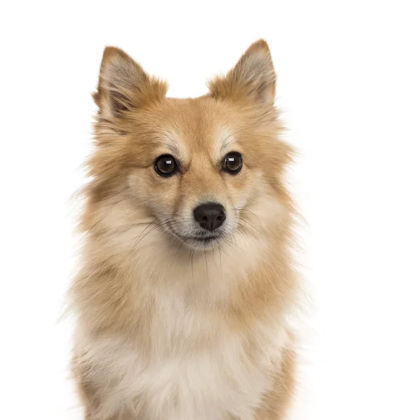 Close-up de um Pomeranian, isolado em branco — Fotografia de Stock