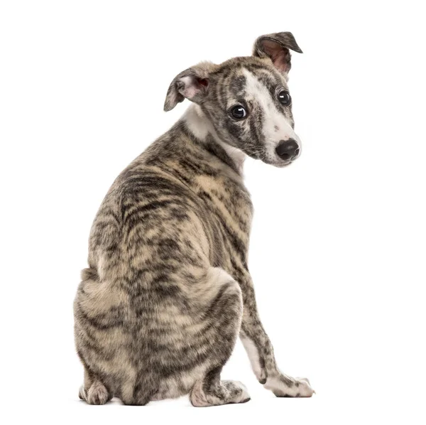 Πίσω προβολή από μια ταχύπους σκύλος κυνοδρομίας κοιτάζοντας προς τα πίσω, 2,5 μηνών, απομονωμένες o — Φωτογραφία Αρχείου