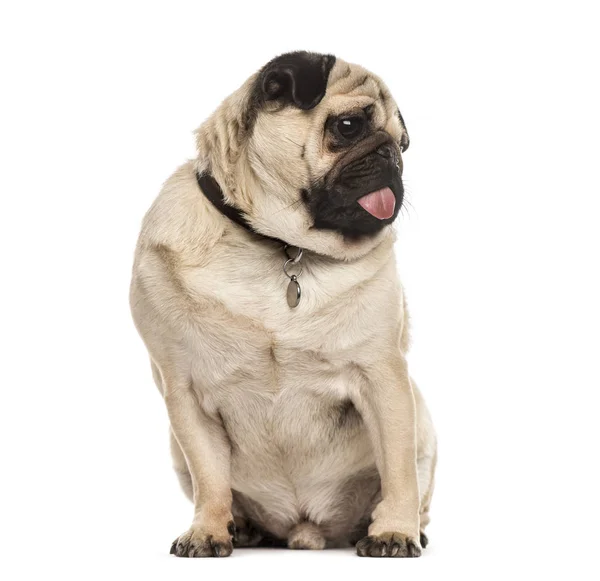 Pug seduto attaccando la lingua, isolato su bianco — Foto Stock