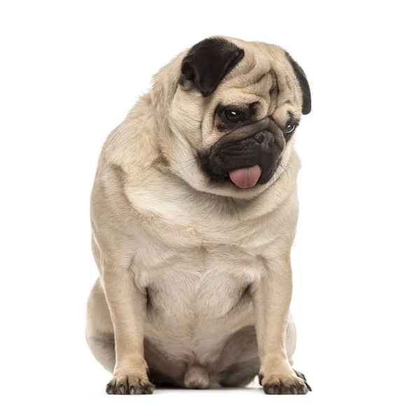 Pug sitting sticking the tongue, isolated on white — Stock Photo, Image
