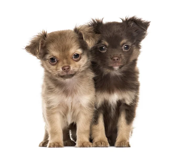Два щенка чихуахуа, 2 месяца сидят, изолированы на белом — стоковое фото