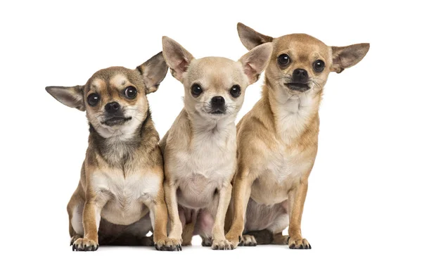 Oturmuş, üzerinde beyaz izole üç chihuahuas — Stok fotoğraf