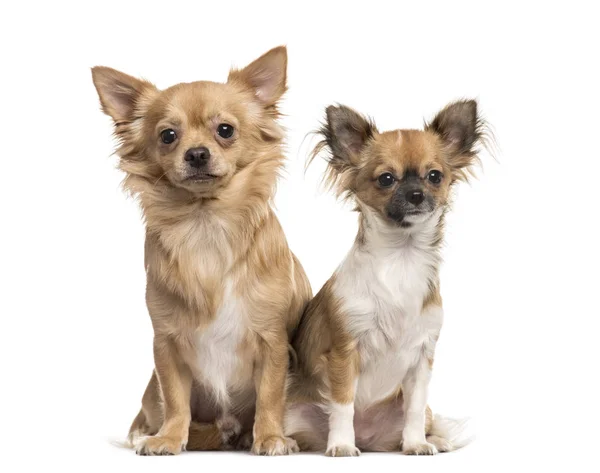 Dos chihuahuas sentados, aislados en blanco — Foto de Stock