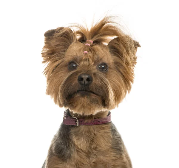 Közelkép a Yorkshire terrier, 6 éves, elszigetelt, a fehér — Stock Fotó