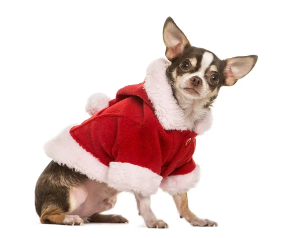 Chihuahua with a christmas jacket, 2 years old, isolated on whit — Stock Photo, Image