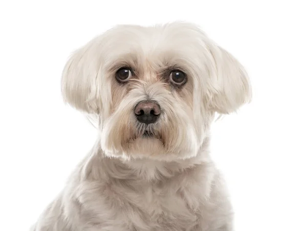 Close-up of a white Maltese, 10 years old, isolated on white — Stock Photo, Image
