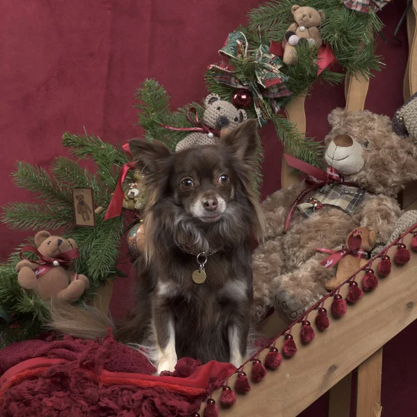 Chihuahua sitzt in Weihnachtsdekoration — Stockfoto