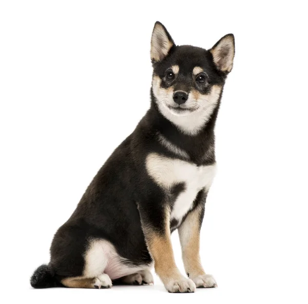 강아지 시바 Inu 앉아, 4 개월, 흰색 절연 — 스톡 사진