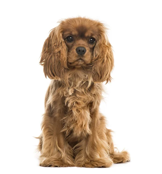 Cavalier king charles spaniel siedzi, na białym tle — Zdjęcie stockowe