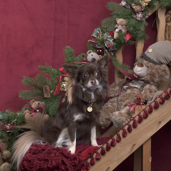 Chihuahua sentado en la decoración de Navidad — Foto de Stock