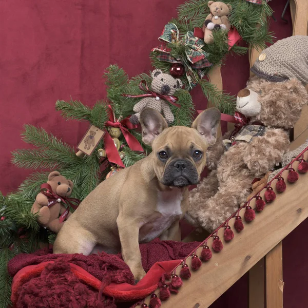 在圣诞节的装饰，4 个月大的小狗法国斗牛犬 — 图库照片