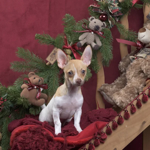Noel dekorasyon içinde oturan Chihuahua — Stok fotoğraf