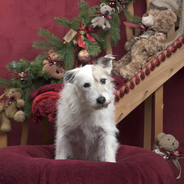 Jack Russell in Weihnachtsdekoration — Stockfoto