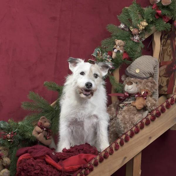 Jack Russell in Weihnachtsdekoration — Stockfoto