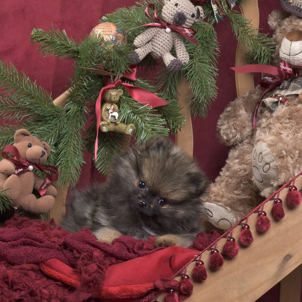 Puppy Pomeranian i juledekoration, 11 uger gammel - Stock-foto