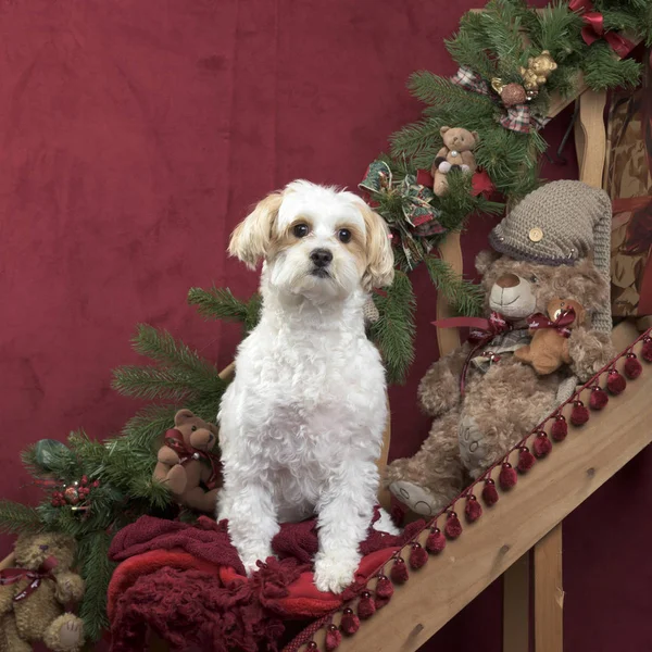 Malteser in Weihnachtsdekoration — Stockfoto