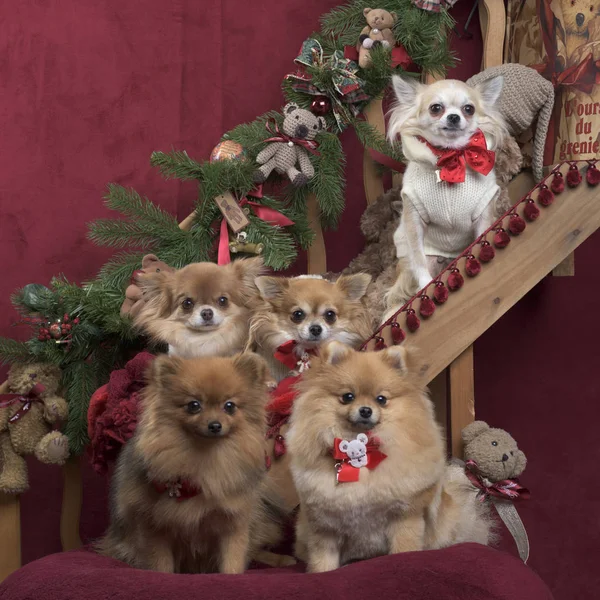 Chihuahuas y spitz alemán, en decoraciones navideñas — Foto de Stock